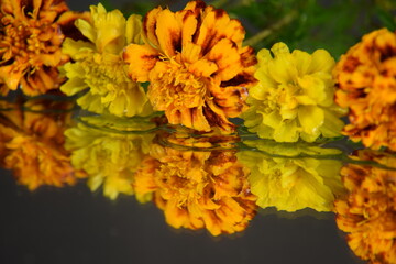 Aksamitki kwiaty na lustrze wody tło