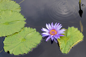 Purple Water Lily and Lily Pad 