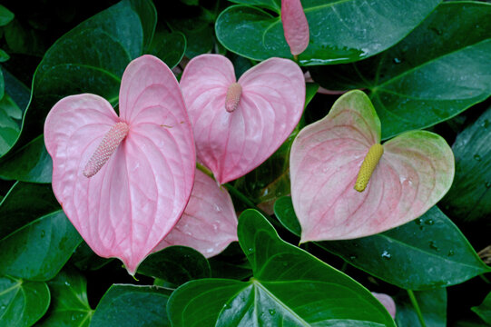 Pink Anthurium, Laceleaf, heart shaped
