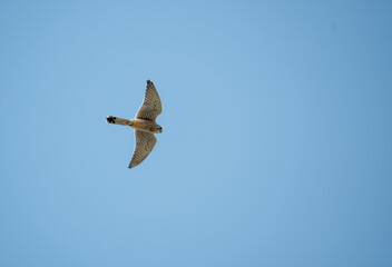 Common kestrel bird of prey is hovering in the sky.