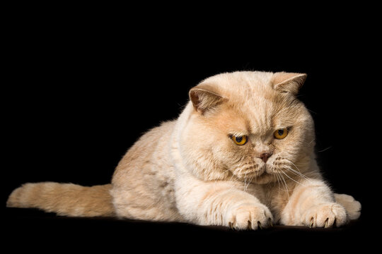 British cat on the black background