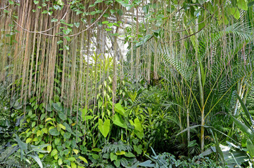 Greenhouse Forest 