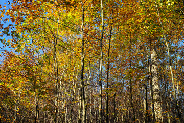 Junge Buchen im Wald im Herbst - Stockfoto