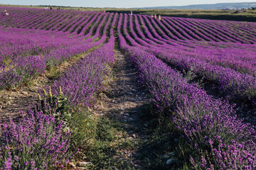 field of flowering purple lavender flowers in the summer before harvest