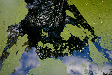 Pond Algae Reflection 