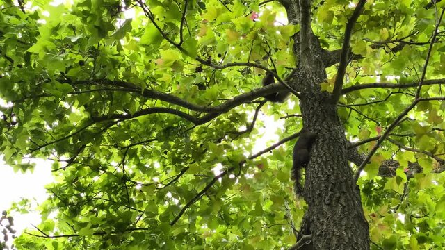 4K, A agresives pallas squirrel are fighting on the top of a tree. Two wild squirrels fight on a spring day in Taipei park forest. Seen in Taiwan in April.-Dan