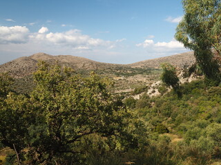 Green bushes and trees on the mountainside