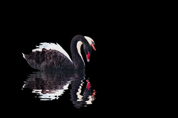 Black and White swan with reflection on water
