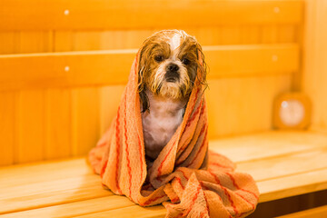 wet shih tzu dog after a bath with a color towel