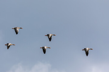 Greylag Geese (Anser anser) in flight over the East Frisian island Juist, Germany.