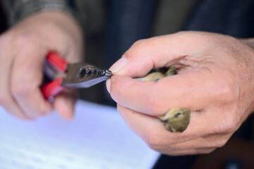 Capture and liberation of wild bird after leg identification ringing and body measurements for...