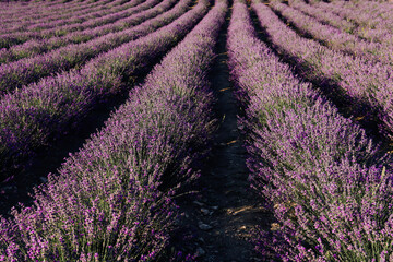 field of flowering purple lavender flowers in the summer before harvest