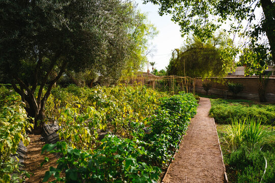 Oasis vegetable garden