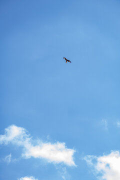Red Kite