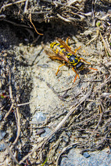 Wasp sits near the entrance to its hole