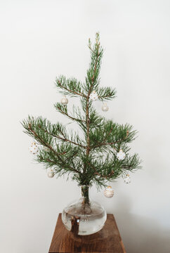 Fototapeta Pine tree