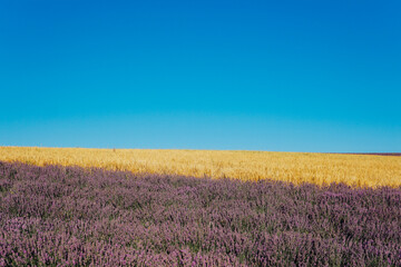 Fototapeta na wymiar field of flowering purple of lavender and yellow wheat in the summer harvest