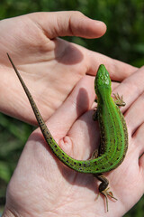 green lizard sitting on hand
