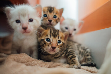4 bengal kittens