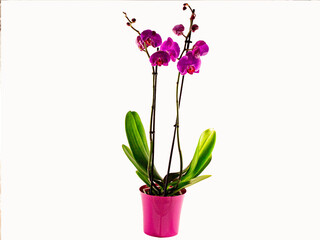 Orchideen
