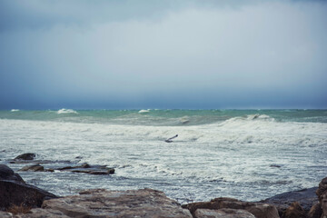 Autumn sea landscape. Seagulls over the autumn stormy sea. Rough sea with waves during autumn stormy weather. Black heavy clouds in the sky.