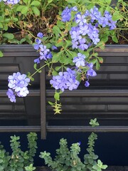 Cape leadwort and Ground-morning glory