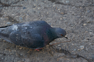 pigeon looking for food on the ground