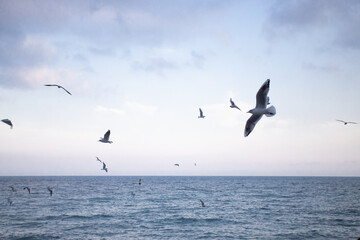 Fototapeta na wymiar Blue background with sea and flying seagulls