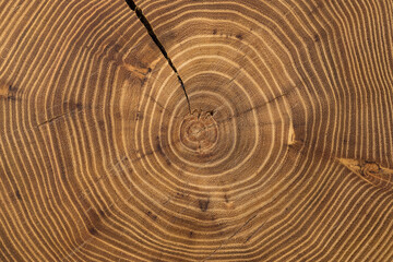 Cross section of acacia tree with growth rings (annual rings) and crack. Abstract wooden background