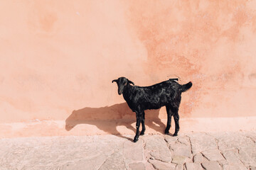 Little goat against a pink wall