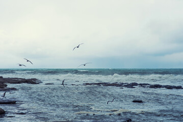 Autumn sea landscape. Seagulls over the autumn stormy sea. Rough sea with waves during autumn stormy weather. Black heavy clouds in the sky.