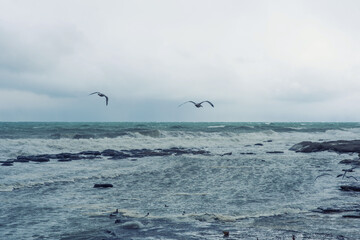 Autumn sea landscape. Seagulls over the autumn stormy sea. Rough sea with waves during autumn stormy weather. Black heavy clouds in the sky.