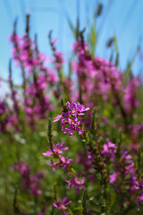 Blooming fireweed, willow tea, lilac flowers.