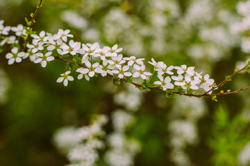 Flowers in the garden. Beautiful white flowers. Blooming white flowers of spirea. Close-up of garden bush flowers- spiraea flower. Spiraea flower background. Macro shot.