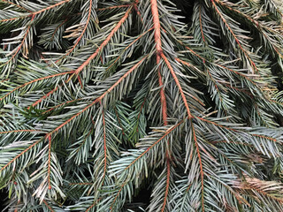 needles of pine tree