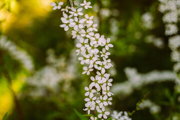 Flowers in the garden. Beautiful white flowers. Blooming white flowers of spirea. Close-up of garden bush flowers- spiraea flower. Spiraea flower background. Macro shot.