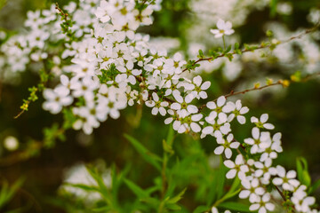 Obraz premium Flowers in the garden. Beautiful white flowers. Blooming white flowers of spirea. Close-up of garden bush flowers- spiraea flower. Spiraea flower background. Macro shot.
