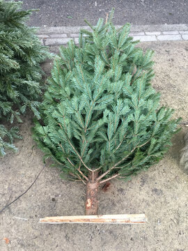 disposed of christmas trees on street