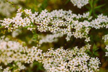Flowers in the garden. Beautiful white flowers. Blooming white flowers of spirea. Close-up of garden bush flowers- spiraea flower. Spiraea flower background. Macro shot.