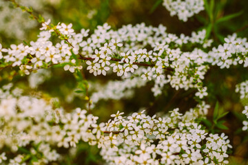 Flowers in the garden. Beautiful white flowers. Blooming white flowers of spirea. Close-up of garden bush flowers- spiraea flower. Spiraea flower background. Macro shot.
