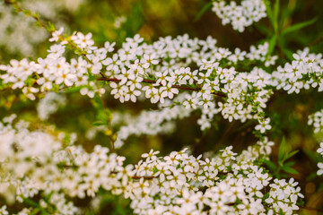 Flowers in the garden. Beautiful white flowers. Blooming white flowers of spirea. Close-up of garden bush flowers- spiraea flower. Spiraea flower background. Macro shot.
