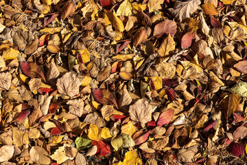 A beautiful texture of dry brown and yellow autumn oak leaves is in the park
