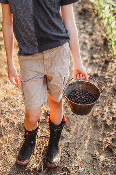 Berry picking