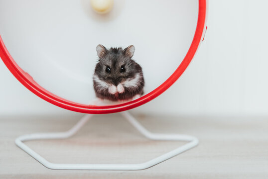 Hamster