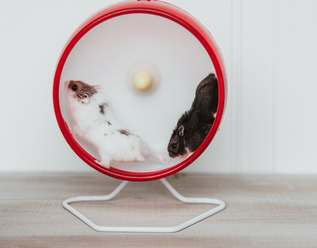 Hamster