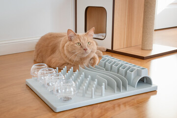Close up on a adorable cat trying to catch a crunch. Funny kitty playing with crunchy. Cat with a...