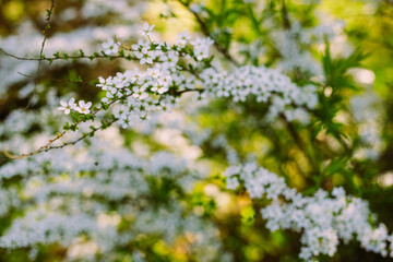 Flowers in the garden. Beautiful white flowers. Blooming white flowers of spirea. Close-up of garden bush flowers- spiraea flower. Spiraea flower background. Macro shot.