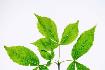 Naklejka na ściany i meble Leaf chestnut on white background. Green leaves isolated on white. Horse chestnut branch. Top view.