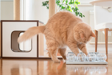 Close up on a adorable cat trying to catch a crunch. Funny kitty playing with crunchy. Cat with a challenging toys for feline. Stimulating treats games for kitten. Cats while playing with dry food.