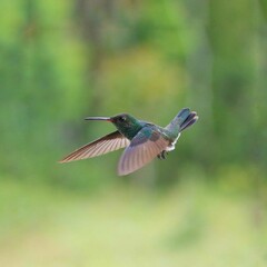 tailed hummingbird